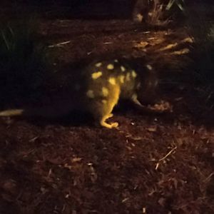 Eastern quoll