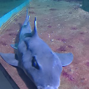 California horn shark