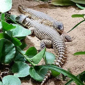 Giant girdled lizards