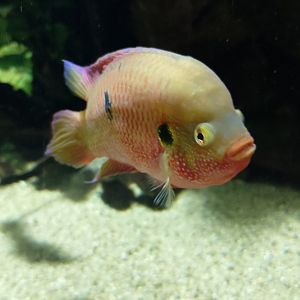 Blood-red jewel cichlid