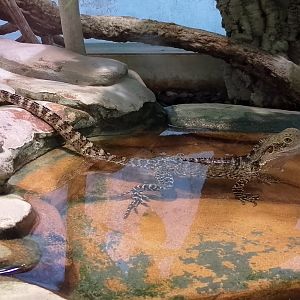Australian water dragon