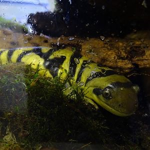 BtS: Western tiger salamander (Ambystoma mavortium)