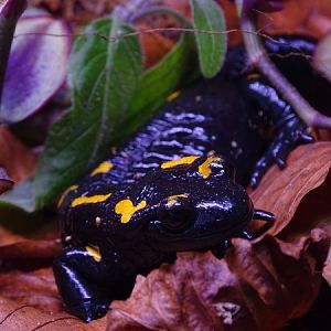 BtS: Central spanish fire salamander (Salamandra salamandra almanzoris)