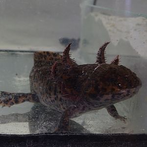 BtS: Anderson's salamander (Ambystoma andersoni)