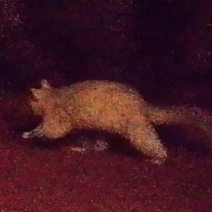 Albino brushtail possum