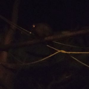 Brushtail possum