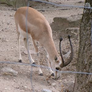Persian gazelle