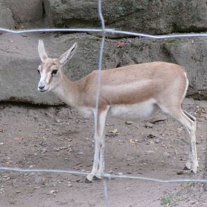 Persian gazelle