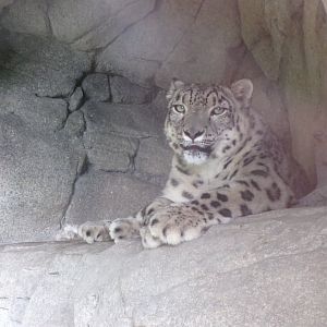 Snow leopard