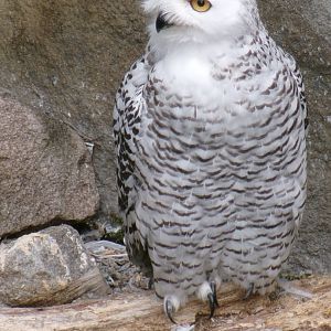 Snowy owl