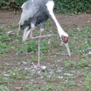White-naped crane