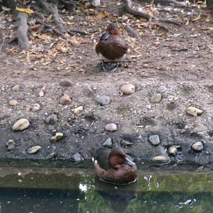 Ferruginous duck