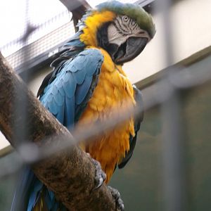 Blue and gold macaw