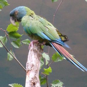 Blue-headed macaw