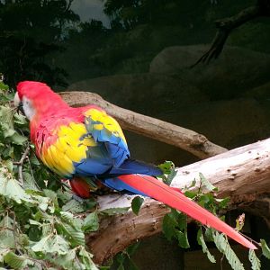 Scarlet macaw
