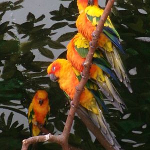 Sun parakeets