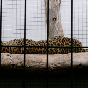 North Chinese leopard