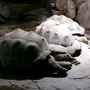 Aldabra giant tortoises
