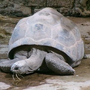 Aldabra giant tortoise
