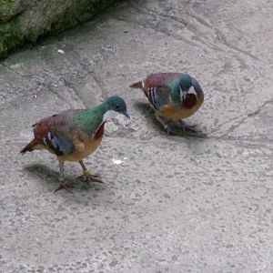 Mindanao bleeding-heart