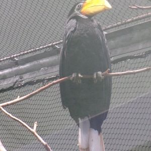 Wrinkled hornbill