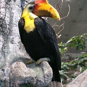 Wrinkled hornbill