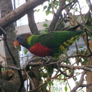Deplanche's lorikeet