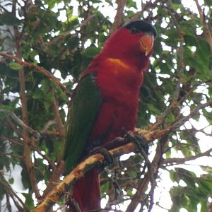 Purple-naped lory
