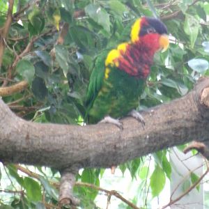Ornate lorikeet
