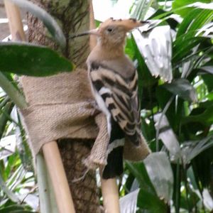 Eurasian hoopoe