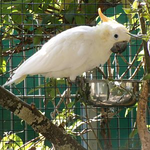Citron-crested cockatoo