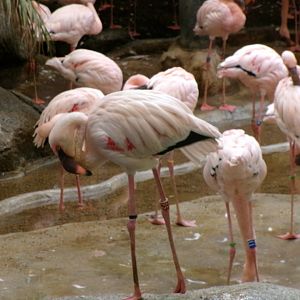 Lesser flamingo