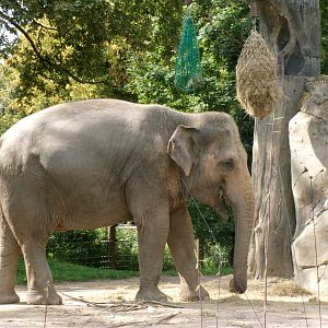 Asian elephant