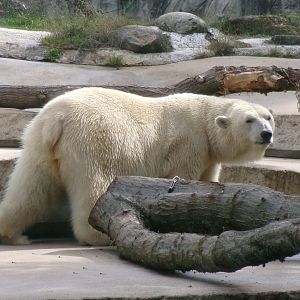 Polar bear