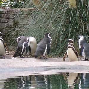 Magellanic penguins
