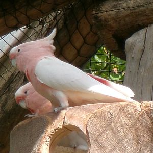 Major Mitchell's cockatoos