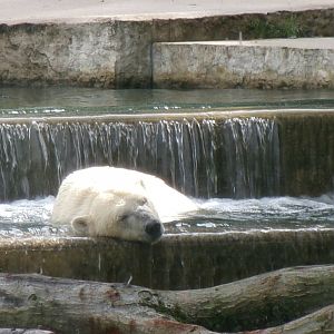 Polar bear