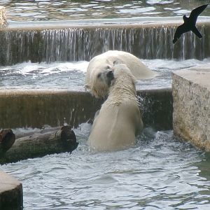 Polar bears