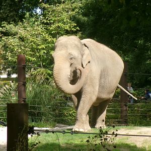 Asian elephant