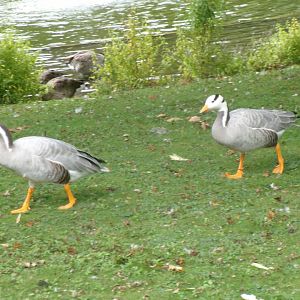 Bar-headed geese