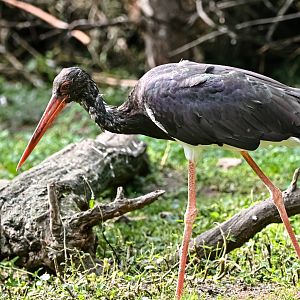 Black stork
