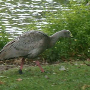 Cape Barren goose