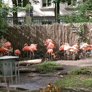 American flamingoes