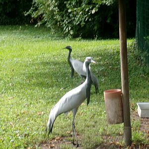 Demoiselle cranes