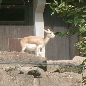 Persian gazelle
