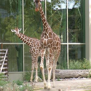 Rothschild's giraffes