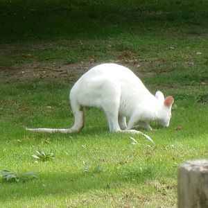 Red-necked wallaby