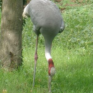 Indian sarus crane