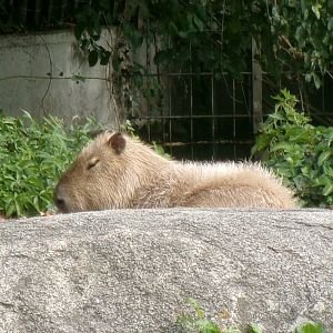 Capybara