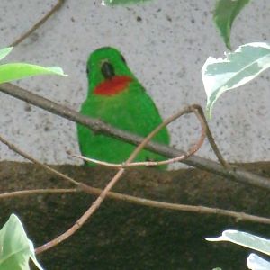 Blue-crowned hanging parrot